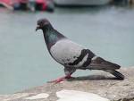 le pigeon mdr