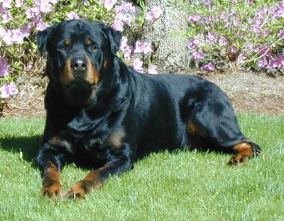 le rott